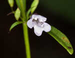 Ozark calamint